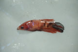 Koi Galaxy   Halfmoon Female Betta (ID#510-F711) Free2Day SHIPPING