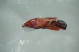 Koi Galaxy   Halfmoon Female Betta (ID#510-F711) Free2Day SHIPPING