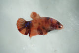 Koi Galaxy   Halfmoon Female Betta (ID#510-F712) Free2Day SHIPPING