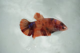 Koi Galaxy   Halfmoon Female Betta (ID#510-F712) Free2Day SHIPPING