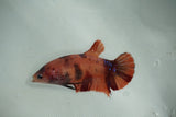 Koi Galaxy   Halfmoon Female Betta (ID#510-F712) Free2Day SHIPPING