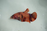 Koi Galaxy   Halfmoon Female Betta (ID#510-F712) Free2Day SHIPPING