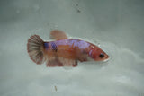 Koi Galaxy   Halfmoon Female Betta (ID#510-F713) Free2Day SHIPPING