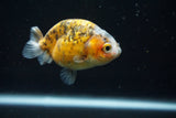 Ranchu  Calico 3 Inch (ID#726R5b-77) Free2Day SHIPPING