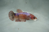 Koi Galaxy   Halfmoon Female Betta (ID#510-F713) Free2Day SHIPPING