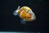 Ranchu  Calico 3 Inch (ID#726R5b-77) Free2Day SHIPPING