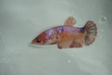 Koi Galaxy   Halfmoon Female Betta (ID#510-F713) Free2Day SHIPPING