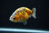 Ranchu  Calico 3 Inch (ID#726R5b-77) Free2Day SHIPPING