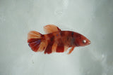 Nemo Koi Galaxy  Halfmoon Female Betta (ID#510-F714) Free2Day SHIPPING