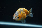 Juvenile Ranchu  Calico 3 Inch (ID#726R5b-77) Free2Day SHIPPING