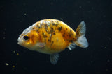 Juvenile Ranchu  Calico 3 Inch (ID#726R5b-77) Free2Day SHIPPING