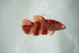 Nemo Koi Galaxy  Halfmoon Female Betta (ID#510-F714) Free2Day SHIPPING