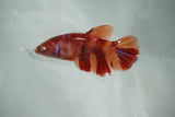 Nemo Koi Galaxy  Halfmoon Female Betta (ID#510-F714) Free2Day SHIPPING