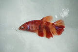 Nemo Koi Galaxy  Halfmoon Female Betta (ID#510-F714) Free2Day SHIPPING