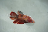 Koi Galaxy   Halfmoon Female Betta (ID#510-F715) Free2Day SHIPPING