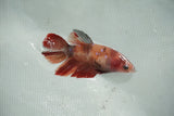 Koi Galaxy   Halfmoon Female Betta (ID#510-F715) Free2Day SHIPPING