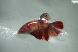 Koi Galaxy   Halfmoon Female Betta (ID#510-F715) Free2Day SHIPPING