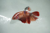 Koi Galaxy   Halfmoon Female Betta (ID#510-F715) Free2Day SHIPPING