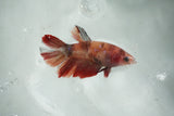 Koi Galaxy   Halfmoon Female Betta (ID#510-F715) Free2Day SHIPPING