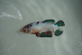 Candy Koi   Plakat Female Betta (ID#510-F716) Free2Day SHIPPING