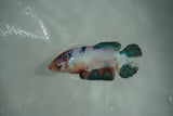 Candy Koi   Plakat Female Betta (ID#510-F716) Free2Day SHIPPING