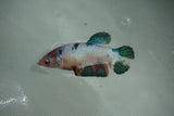 Candy Koi   Plakat Female Betta (ID#510-F716) Free2Day SHIPPING