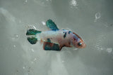 Candy Koi   Plakat Female Betta (ID#510-F716) Free2Day SHIPPING