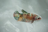 Candy Koi   Plakat Female Betta (ID#510-F717) Free2Day SHIPPING