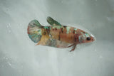 Candy Koi   Plakat Female Betta (ID#510-F717) Free2Day SHIPPING