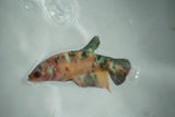 Candy Koi   Plakat Female Betta (ID#510-F717) Free2Day SHIPPING