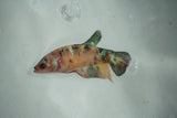 Candy Koi   Plakat Female Betta (ID#510-F717) Free2Day SHIPPING