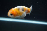 Ranchu  Calico 3.5 Inch (ID#730R5b-72) Free2Day SHIPPING