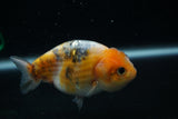 Ranchu  Calico 3.5 Inch (ID#730R5b-72) Free2Day SHIPPING