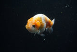 Ranchu  Calico 3.5 Inch (ID#730R5b-72) Free2Day SHIPPING