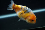 Ranchu  Calico 3.5 Inch (ID#730R5b-72) Free2Day SHIPPING