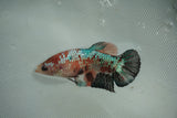 Koi Galaxy  Plakat Female Betta (ID#510-F720) Free2Day SHIPPING