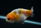 Ranchu  Calico 3.5 Inch (ID#730R5b-72) Free2Day SHIPPING