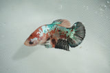 Koi Galaxy  Plakat Female Betta (ID#510-F720) Free2Day SHIPPING