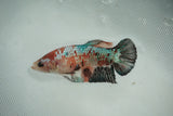 Koi Galaxy  Plakat Female Betta (ID#510-F720) Free2Day SHIPPING