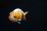 Ranchu  Calico 3.5 Inch (ID#730R5b-72) Free2Day SHIPPING