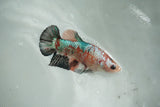 Koi Galaxy  Plakat Female Betta (ID#510-F720) Free2Day SHIPPING