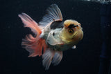 Thai Oranda  Tricolor 3.5 Inch (ID#0130To13b-68) Free2Day SHIPPING Please See notes.
