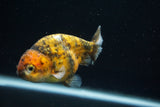 Ranchu  Calico 4 Inch (ID#730R5b-74) Free2Day SHIPPING