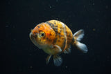 Ranchu  Calico 4 Inch (ID#730R5b-74) Free2Day SHIPPING