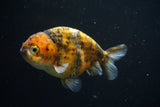 Ranchu  Calico 4 Inch (ID#730R5b-74) Free2Day SHIPPING