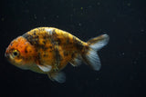 Ranchu  Calico 4 Inch (ID#730R5b-74) Free2Day SHIPPING