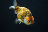 Ranchu  Calico 4 Inch (ID#730R5b-74) Free2Day SHIPPING