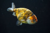 Ranchu  Calico 4 Inch (ID#730R5b-74) Free2Day SHIPPING