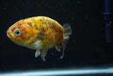 Juvenile Ranchu  Calico 4 Inch (ID#730R5b-76) Free2Day SHIPPING