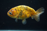 Juvenile Ranchu  Calico 4 Inch (ID#730R5b-76) Free2Day SHIPPING